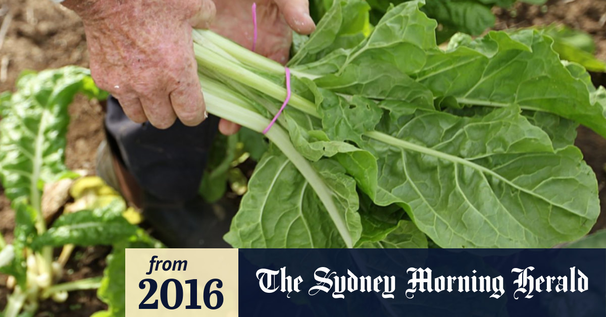 Gardening it's cool to grow spinach
